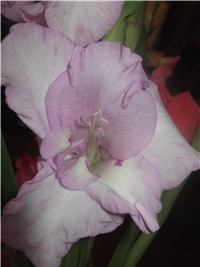 68cdf673-Picture 002.jpg